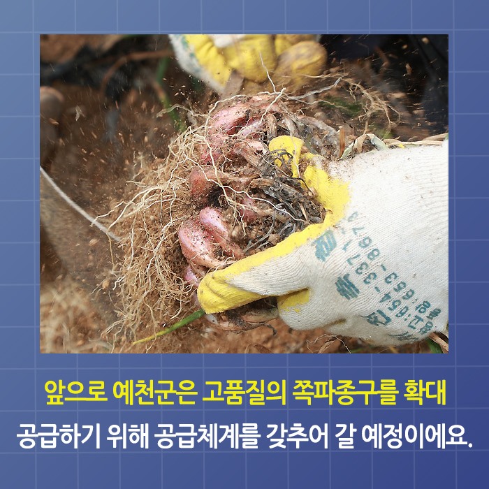 4.예천쪽파 종구 전국적으로 인기
